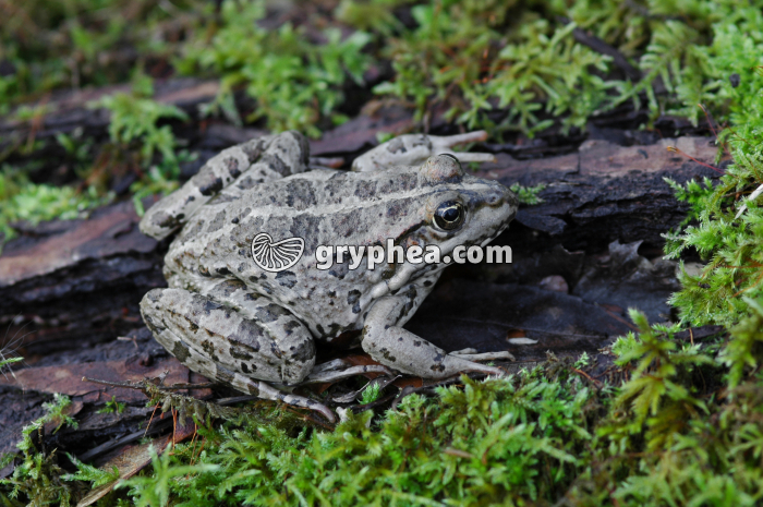 Grenouille - gryphea.com